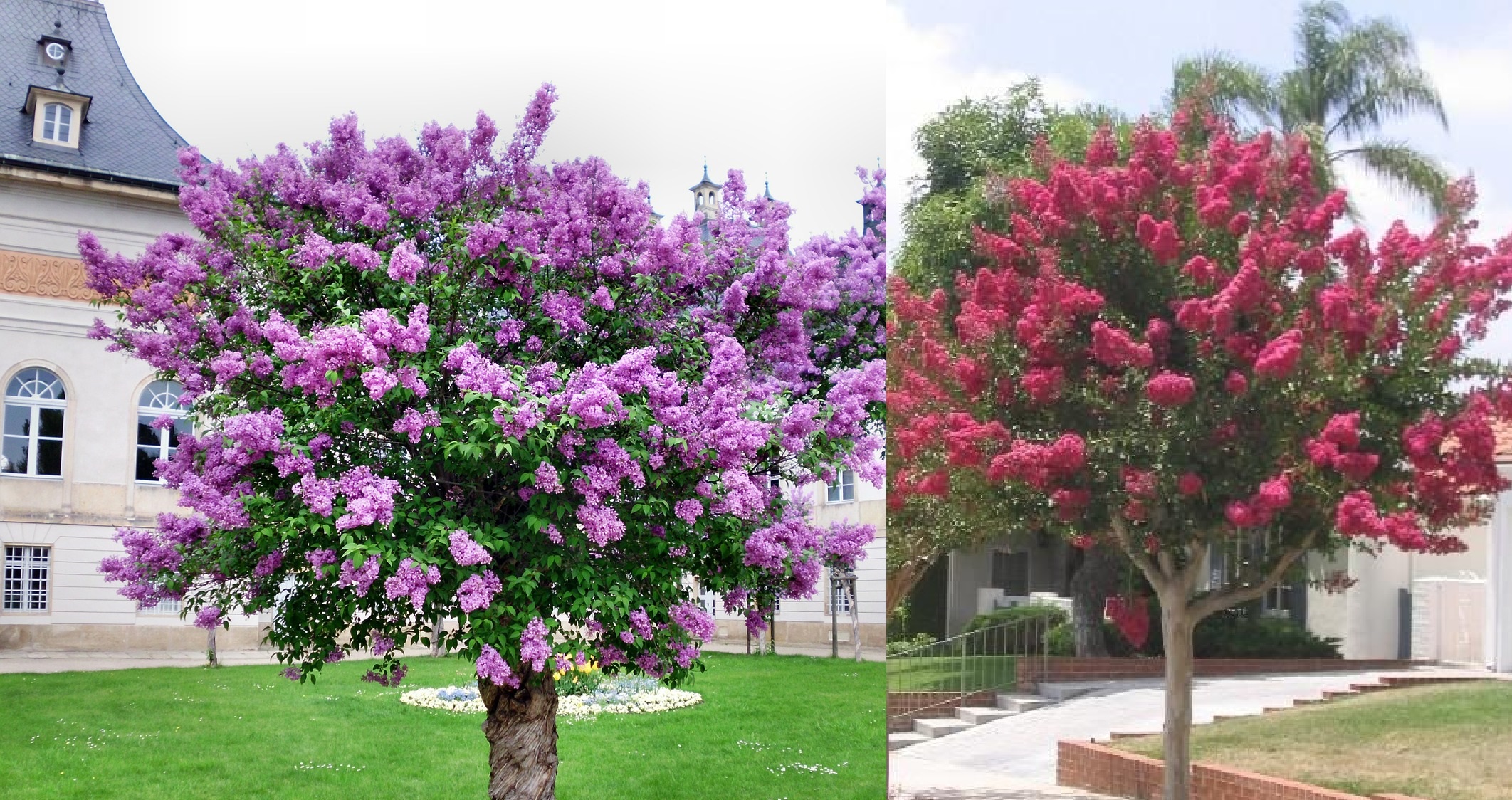 6 Especies De árboles Para Jardines Pequeños 0449